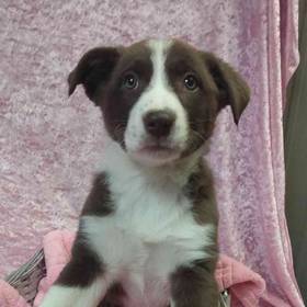 Australian Shepherd/Border Collie