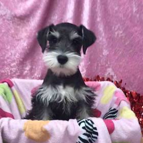Miniature Schnauzer
