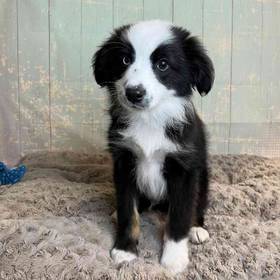 Standard/ Miniature Australian Shepherd