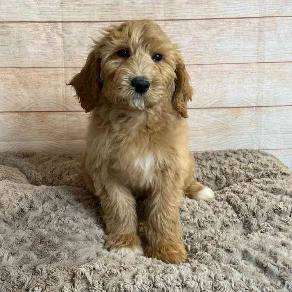 carousel pet images