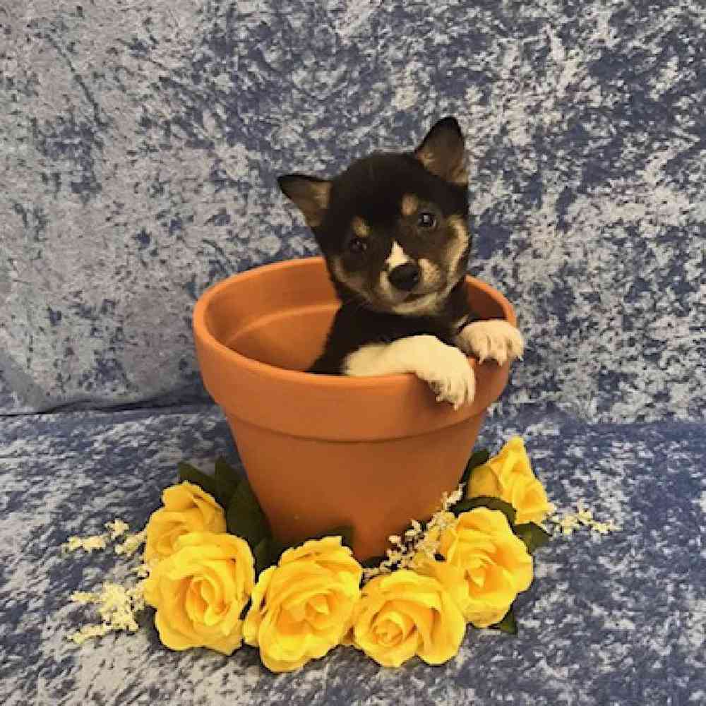 carousel pet images