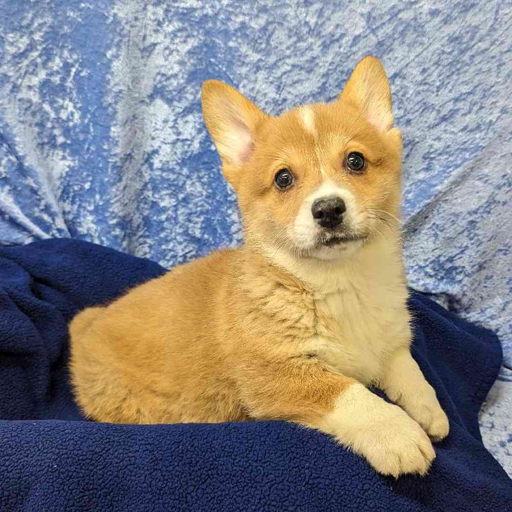 Pembroke Welsh Puppy for sale Tullys Kennels