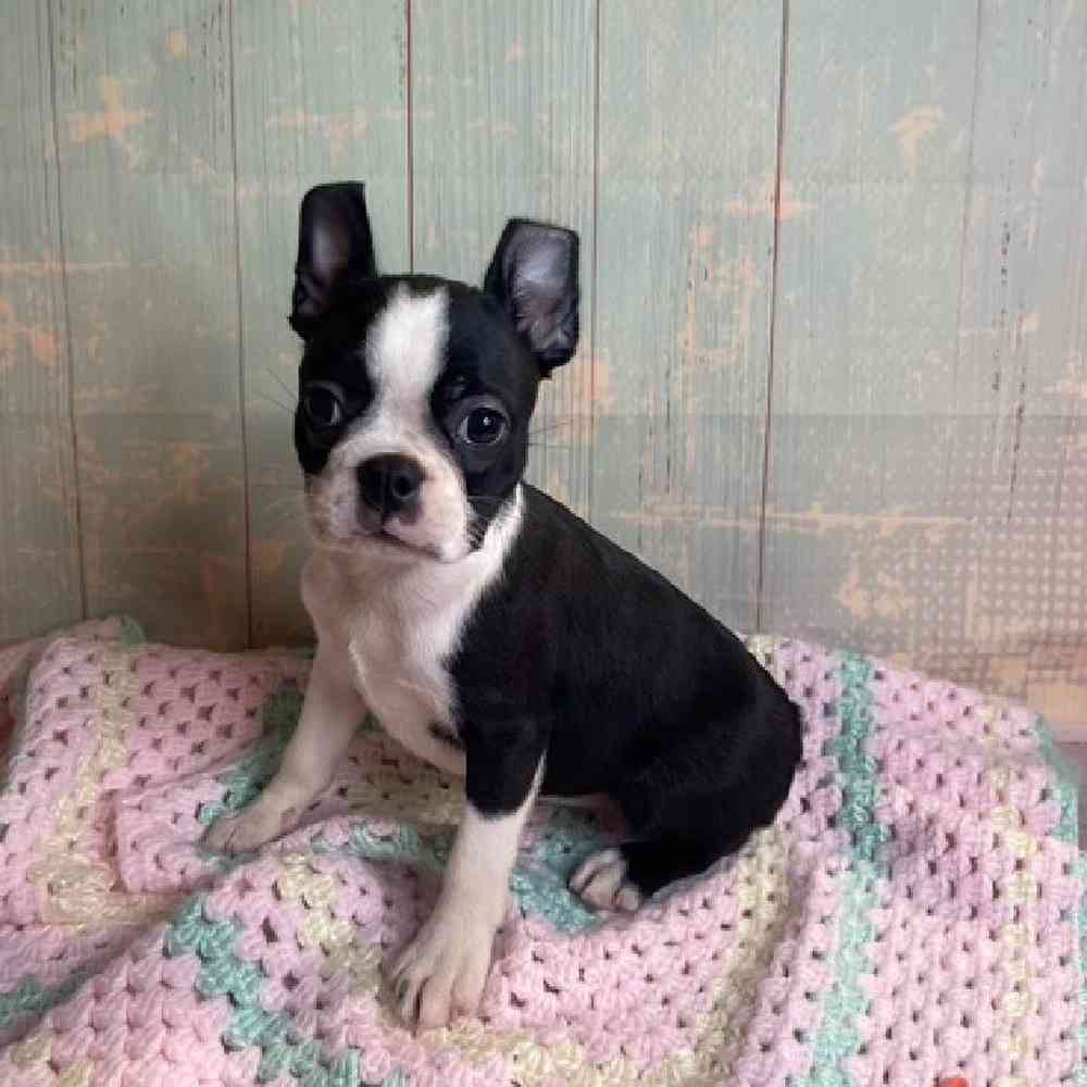 Image of a pet breed in the gallery