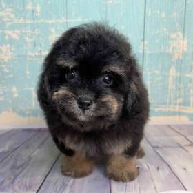 ShihTzu/Poodle