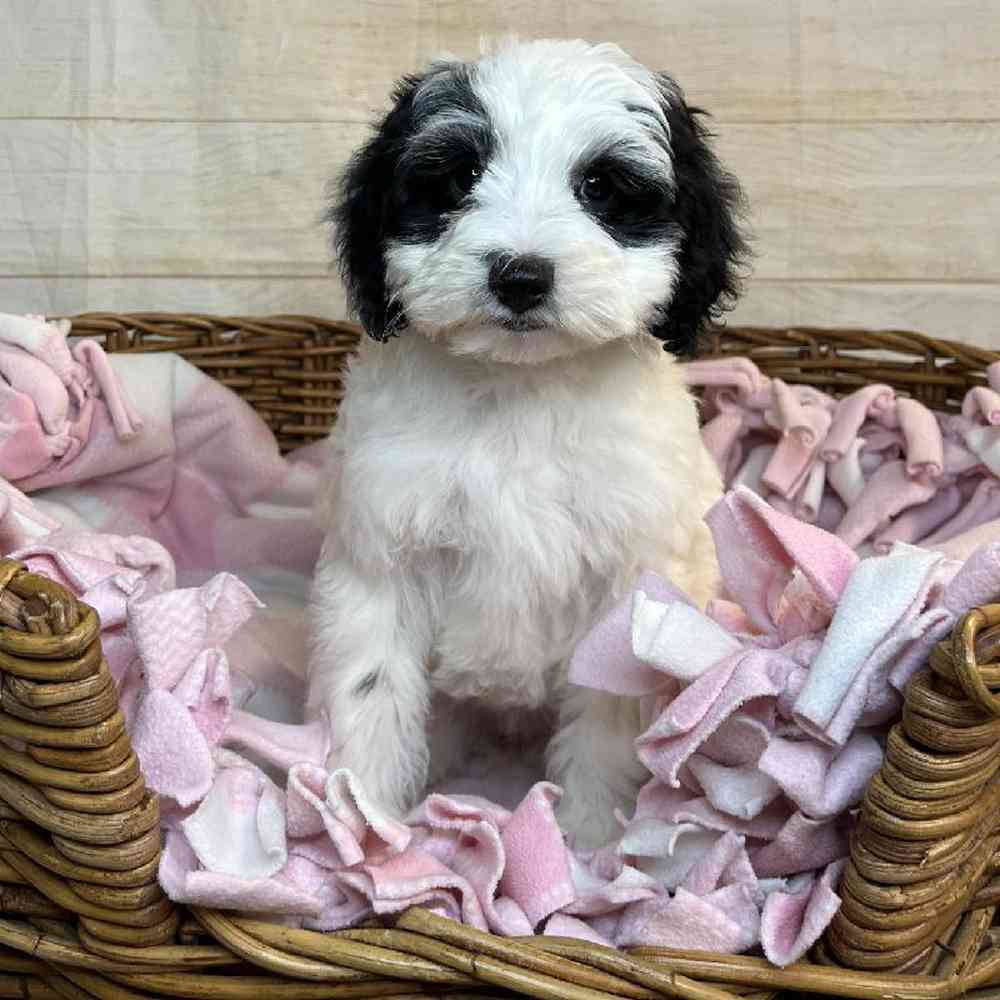 carousel pet images