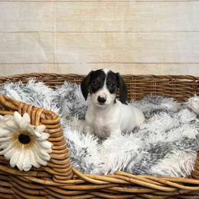 Dachshund