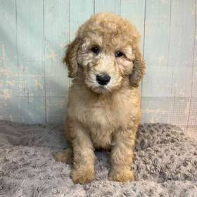 Golden Retriever/ Poodle