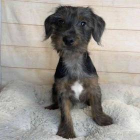 Yorkshire Terrier-Cocker Spaniel/Poodle