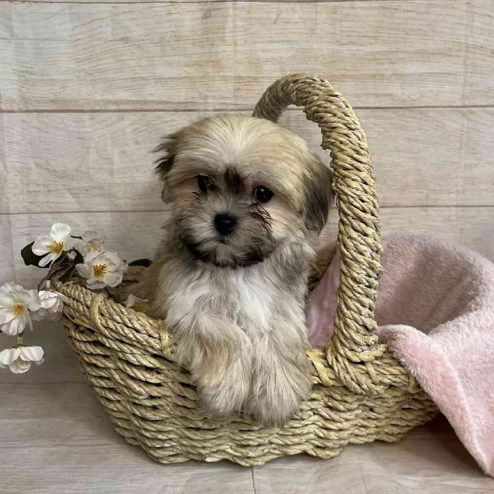 carousel pet images