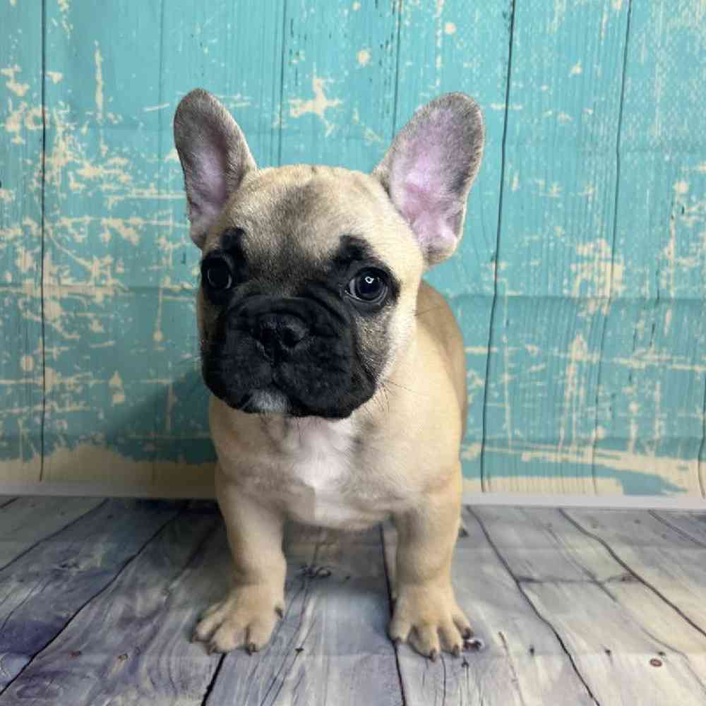 Image of a pet breed in the gallery