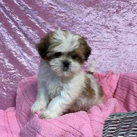 Shih Tzu/Pekingese/Poodle