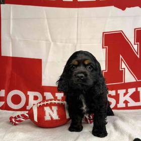 Cocker Spaniel