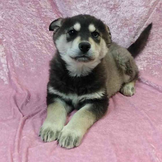 Alaskan Husky Mini German Shepherd Husky Mix Shepherd Mix Alaskan