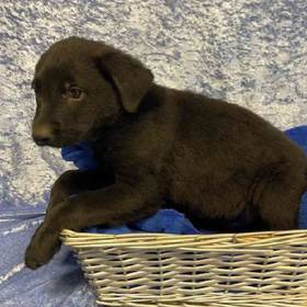 German Shepherd/ Labrador Retriever