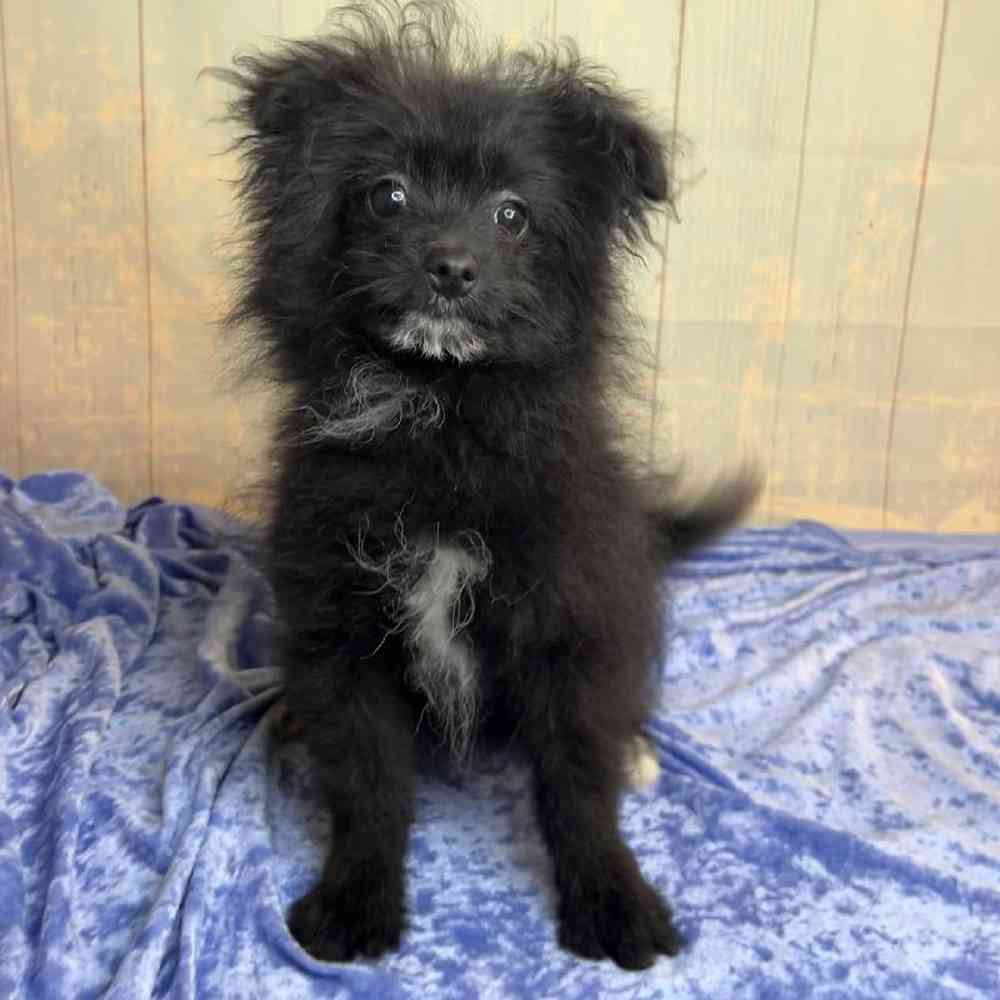 Image of a pet breed in the gallery