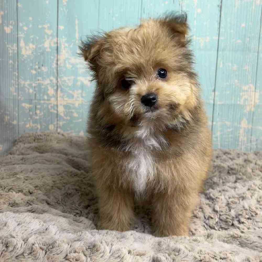 Image of a pet breed in the gallery
