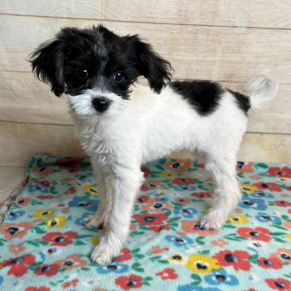 carousel pet images
