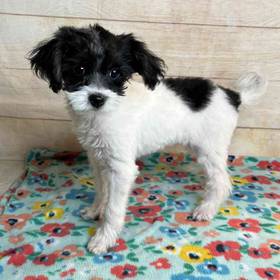 Poodle/ShihTzu/Yorkie