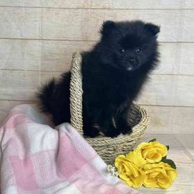 Pomeranian