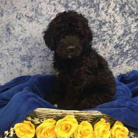 Bernese Mountain Dog/Poodle