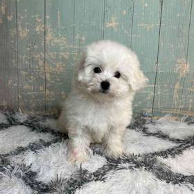 Bichon Frise