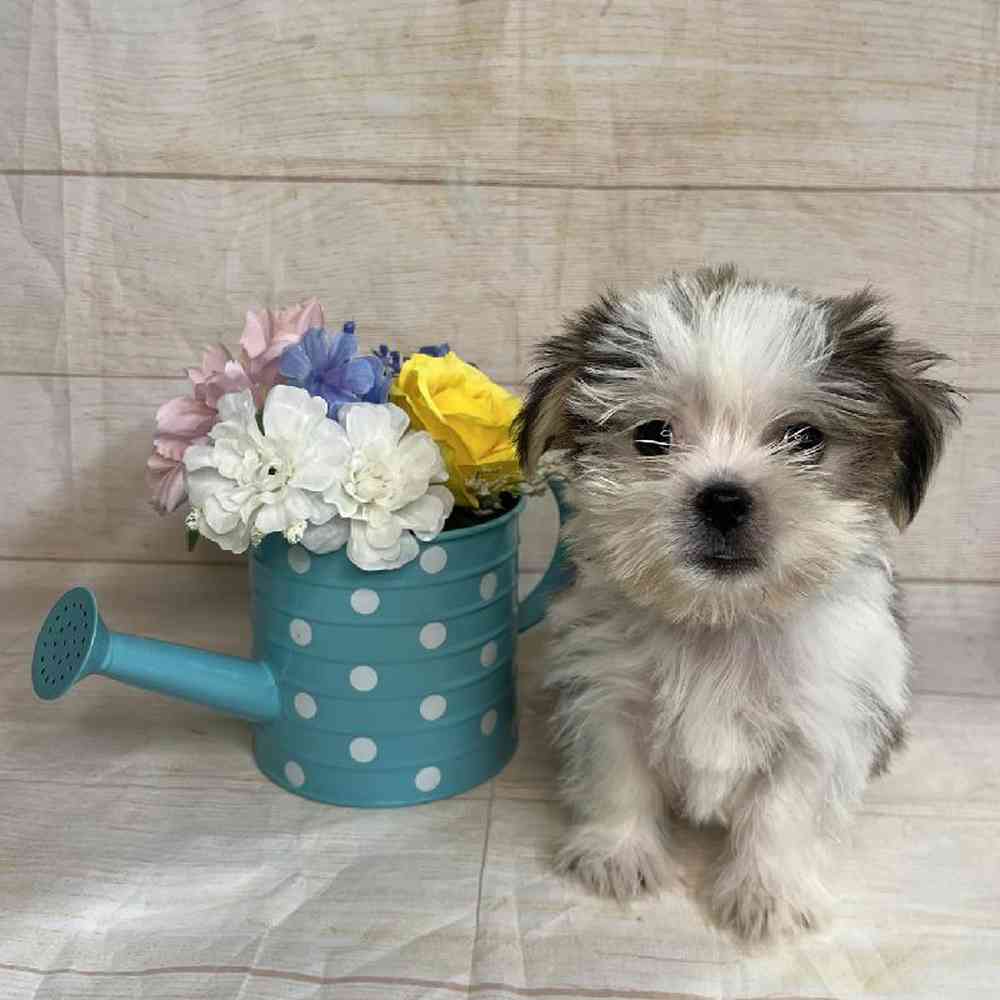 carousel pet images