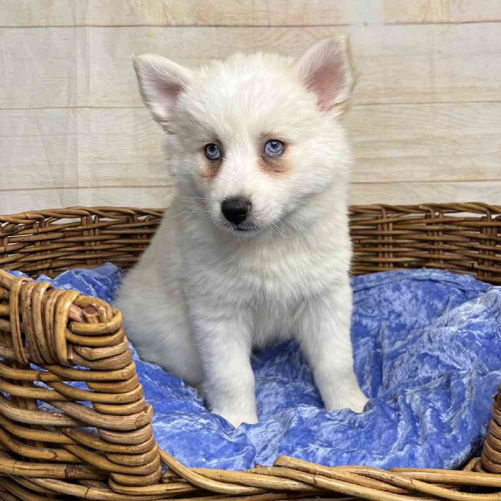 carousel pet images