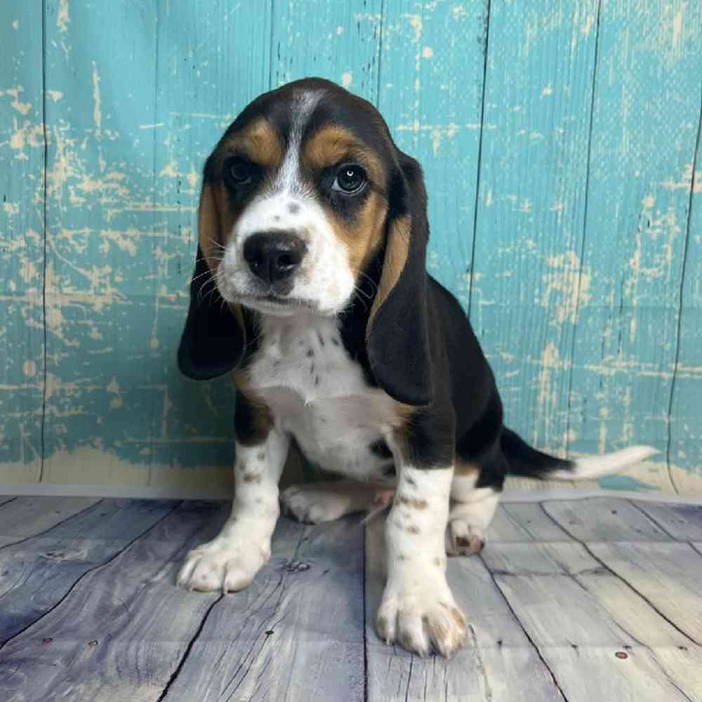 Image of a pet breed in the gallery