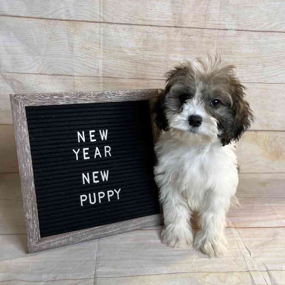 carousel pet images