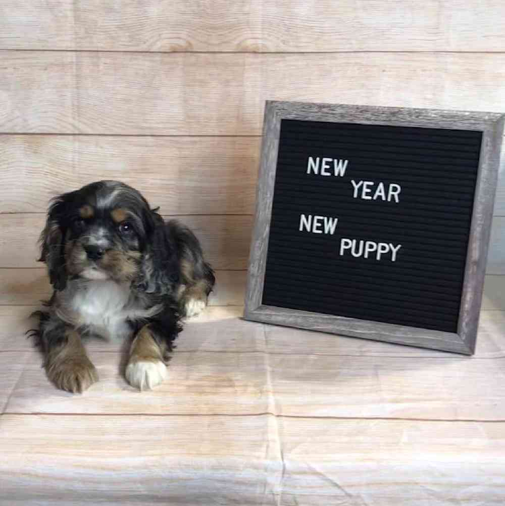 carousel pet images