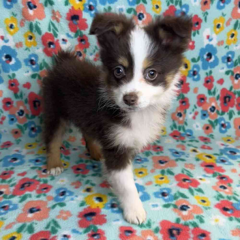 carousel pet images