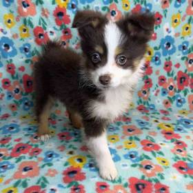 Miniature Australian Shepherd