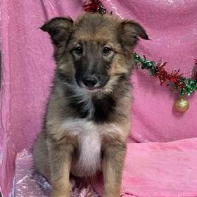 Australian Shepherd/Shetland Sheepdog