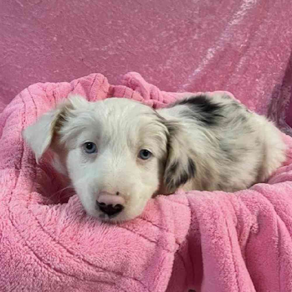 australian-shepherd-puppy-for-sale-tullys-kennels