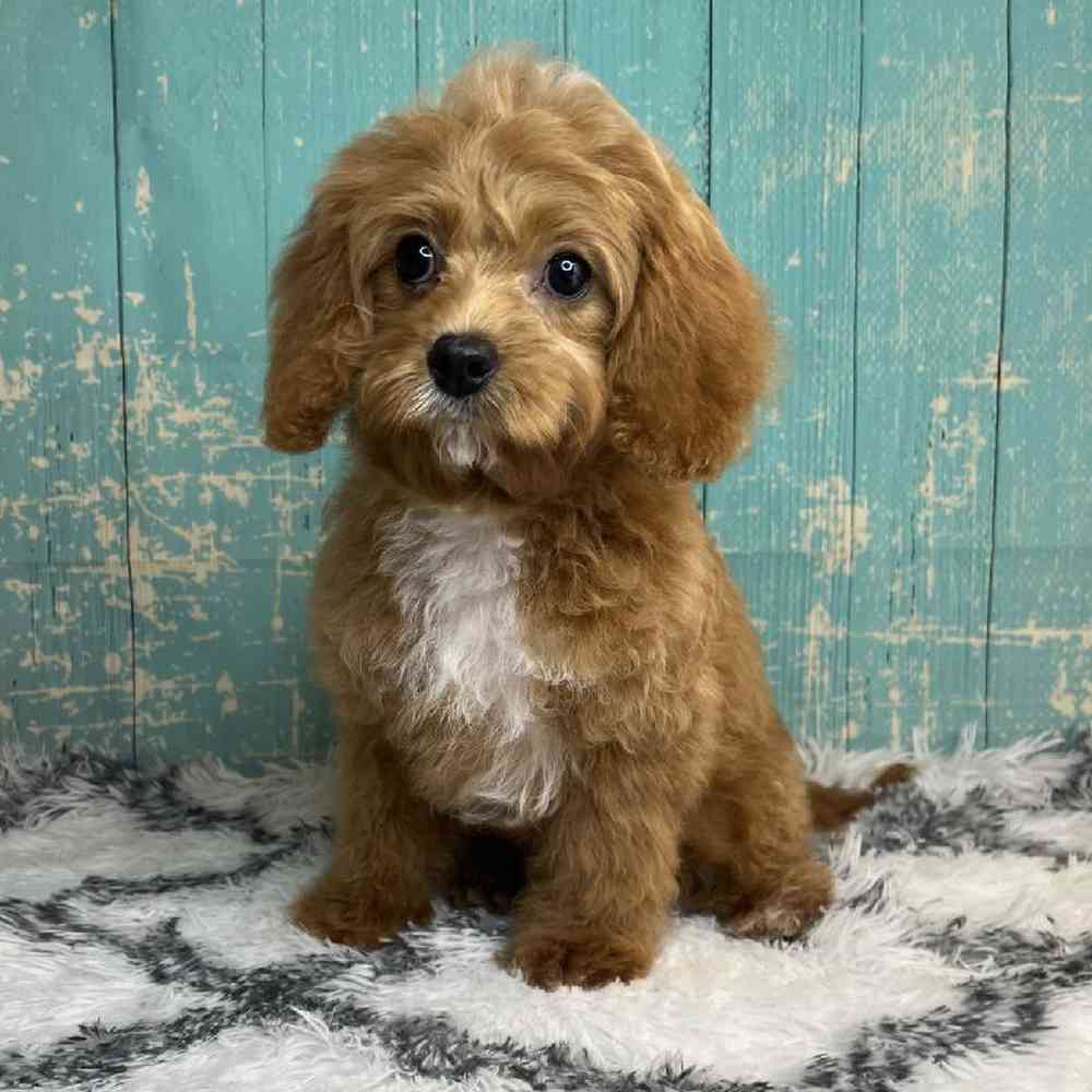 carousel pet images