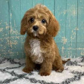 Cavalier King Charles/Poodle
