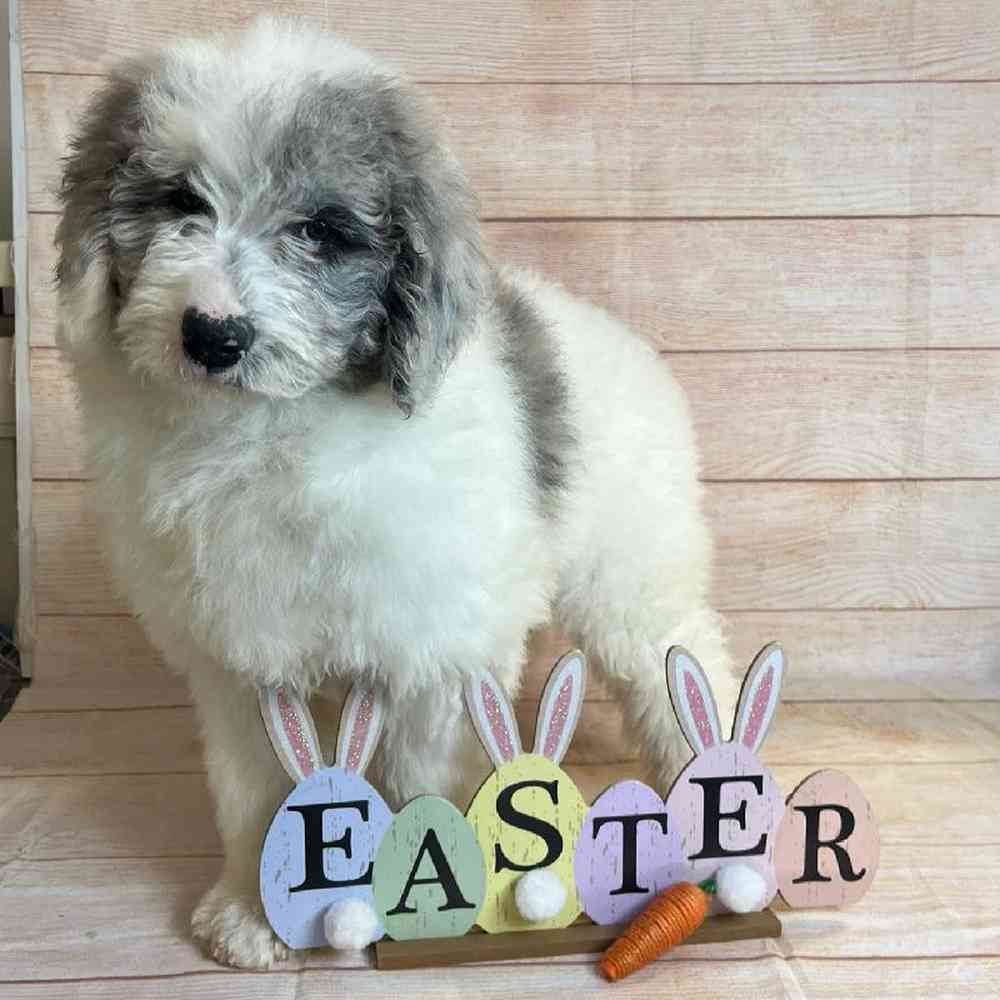 carousel pet images