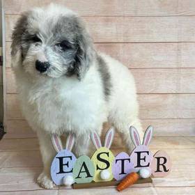 Old English Sheepdog/Poodle