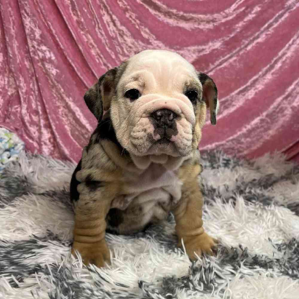 carousel pet images
