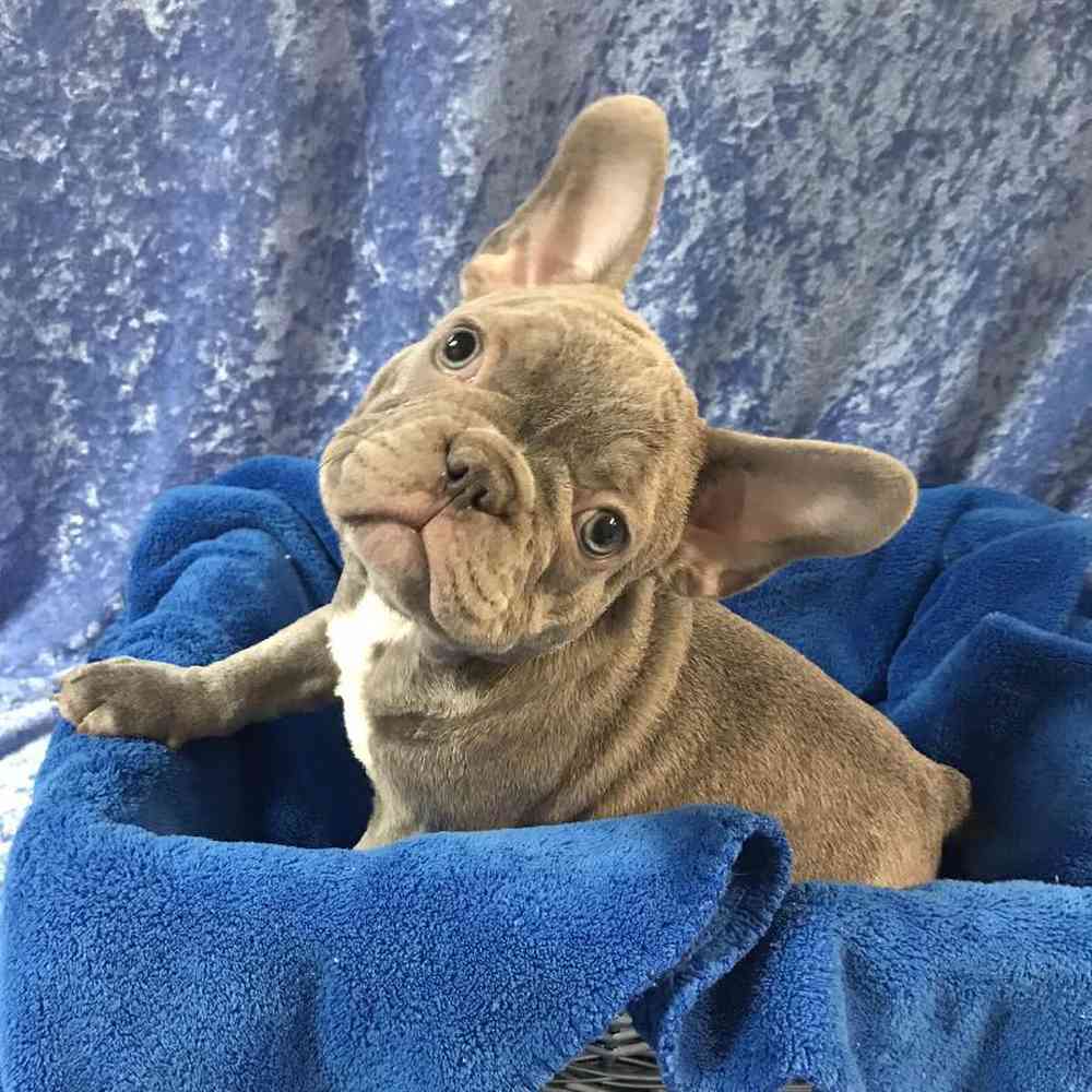Male French Bulldog Puppy for Sale in OMAHA, NE