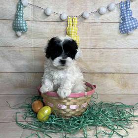 ShihTzu/Poodle