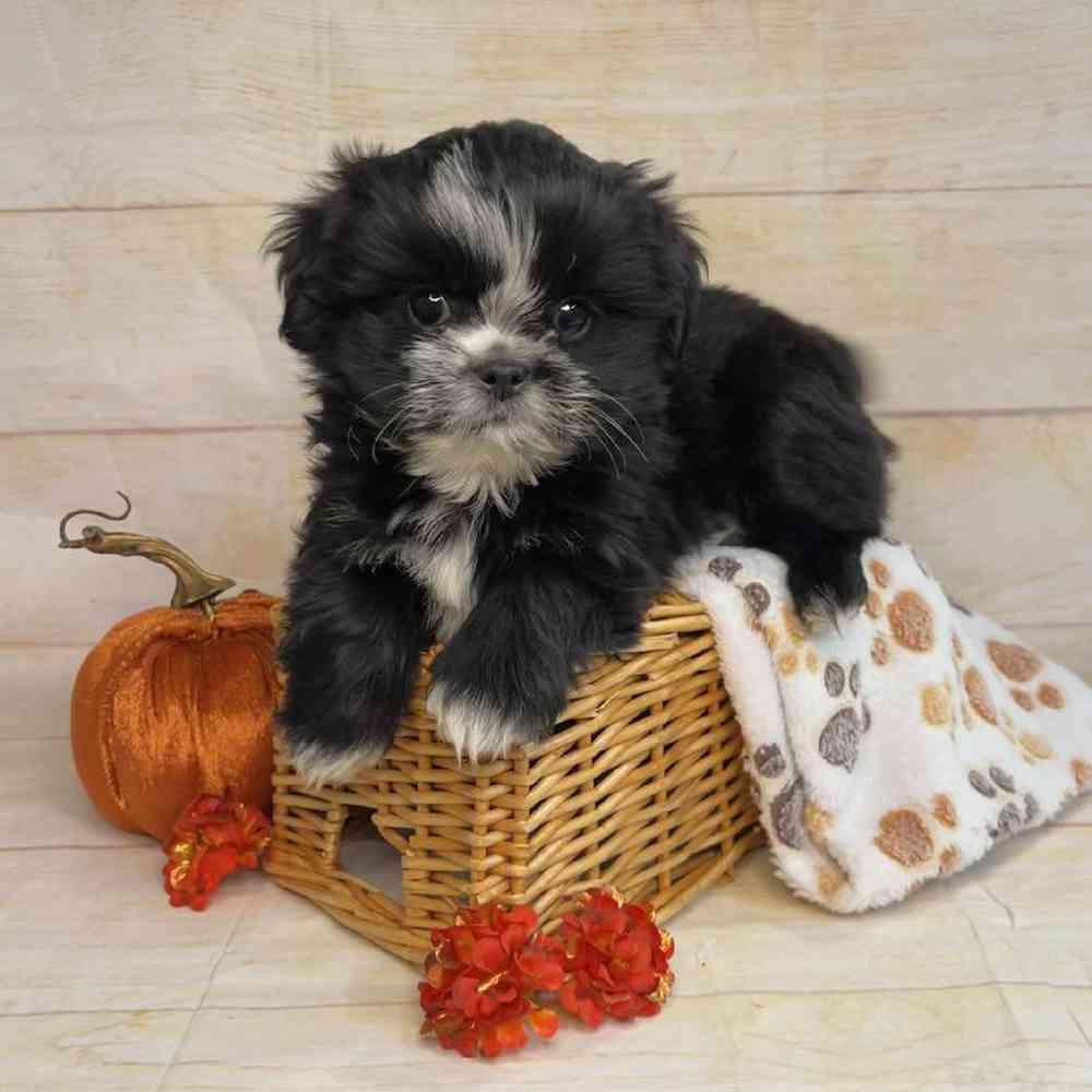 carousel pet images