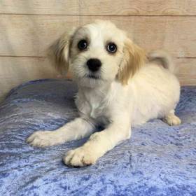 Havanese
