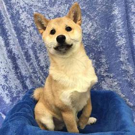 Shiba Inu