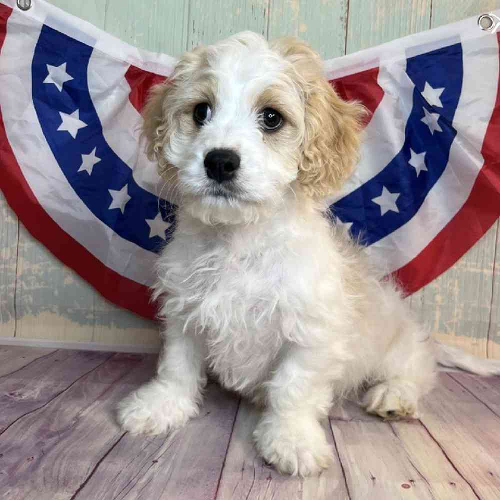 carousel pet images