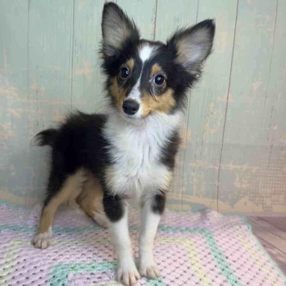 carousel pet images