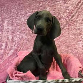 Weimaraner