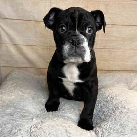 Bulldog