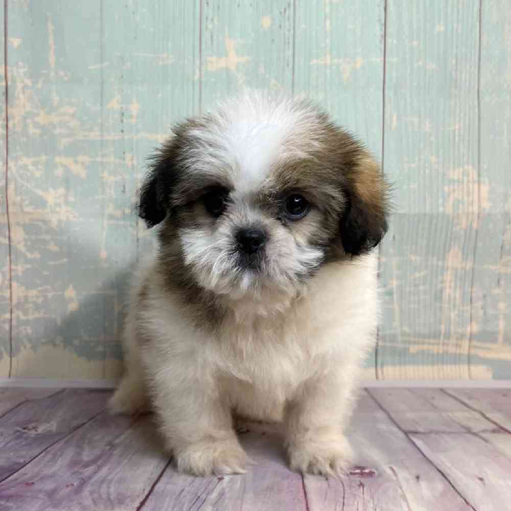 Image of a pet breed in the gallery