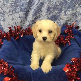 Cavalier King Charles Spaniel/ Bichon Frise